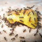 La imagen 2 de la Empresa FUMIGACIONES SUPERNOVA Servicios Profesionales y de Negocios en Morelia MIC