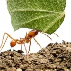 La imagen 3 de la Empresa FUMIGADORA DEL CENTRO Servicios Profesionales y de Negocios en Irapuato GUA