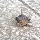 La imagen 2 de la Empresa FUMIGRAM Servicios Profesionales y de Negocios en Cuernavaca MOR