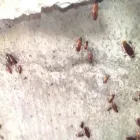 La imagen 3 de la Empresa FUMIGRAM Servicios Profesionales y de Negocios en Cuernavaca MOR