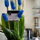 La imagen 46 de la Empresa GALERIA FLORAL Industrias y Agricultura en Querétaro QUE
