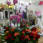 La imagen 61 de la Empresa GALERIA FLORAL Industrias y Agricultura en Querétaro QUE