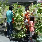 La imagen 1 de la Empresa GREENANTS en Cuernavaca MOR