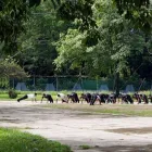 La imagen 1 de la Empresa GRUPO BALAM Servicios Profesionales y de Negocios en Tapachula CHP