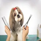 La imagen 2 de la Empresa GUPPIES AND PUPPIES Tiendas de mascotas en Soledad De Graciano Sánchez SLP
