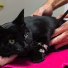 La imagen 1 de la Empresa GUZMÁN TELLEZ CLÍNICA VETERINARIA Salud y Medicina en Xalapa VER