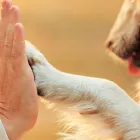 La imagen 3 de la Empresa GUZMÁN TELLEZ CLÍNICA VETERINARIA Salud y Medicina en Xalapa VER