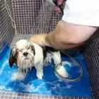 La imagen 2 de la Empresa HOSP VETERINARIO ESTÉTICA CANINA TREVIÑO Salud y Medicina en Reynosa TAM