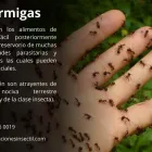 La imagen 2 de la Empresa INSECTIL CONTROL DE PLAGAS Servicios Profesionales y de Negocios en Ciudad De México CMX