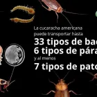 La imagen 3 de la Empresa INSECTIL CONTROL DE PLAGAS Servicios Profesionales y de Negocios en Ciudad De México CMX