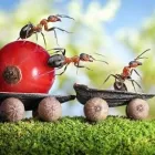 La imagen 3 de la Empresa KASSAR CONTROL TOTAL en Guadalajara JAL