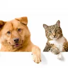La imagen 1 de la Empresa KORA VETERINARIA Salud y Medicina en La Paz BCS