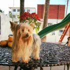 La imagen 3 de la Empresa MATUS CLINICA HOSPITAL PARA MASCOTAS Salud y Medicina en Reynosa TAM