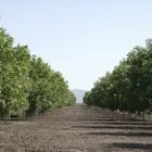 La imagen 6 de la Empresa MAXCOMPOST FERTILIZANTE ORGANICO Industrias y Agricultura en Gómez Palacio DUR