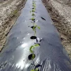 La imagen 10 de la Empresa MAXCOMPOST FERTILIZANTE ORGANICO Industrias y Agricultura en Gómez Palacio DUR