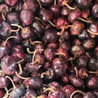 La imagen 1 de la Empresa MORALES GOURMET Fabricantes, Mayoristas y Distribuidoras de Alimentos y Bebidas en Mexico CMX