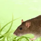 La imagen 2 de la Empresa MORENA Servicios Profesionales y de Negocios en Xalapa VER