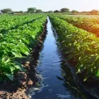 La imagen 2 de la Empresa MOTO ASPERSIÓN DE NAYARIT SA DE CV Sistemas y Equipos de Riego en Tepic NAY