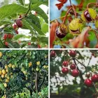 La imagen 1 de la Empresa MULTIJARDIN Industrias y Agricultura en Ciudad Juárez CHH