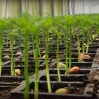 La imagen 2 de la Empresa MULTIJARDIN Industrias y Agricultura en Ciudad Juárez CHH