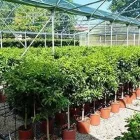 La imagen 3 de la Empresa MULTIJARDIN Industrias y Agricultura en Ciudad Juárez CHH