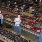 La imagen 3 de la Empresa OKUANTUM CONSULTORES S.C. Industrias y Agricultura en Culiacán SIN