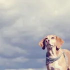 La imagen 1 de la Empresa PARAI ZOO I II CREMATORIO MASCOTAS Salud y Medicina en Xalapa VER