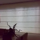 La imagen 4 de la Empresa PERSIANAS CORTINAS & TOLDOS EUROPEOS AMBIENCE HAPPY SPACES Servicios Profesionales y de Negocios en Guadalajara JAL