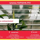 La imagen 10 de la Empresa PERSIANAS EN PUEBLA 25 PONIENTE-FÁBRICA DE PERSIANAS EN PUEBLA- RAMAVE Servicios Profesionales y de Negocios en Heroica Puebla De Zaragoza PUE