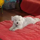 La imagen 1 de la Empresa PET ENTERTAINMENT CENTER Tiendas de mascotas en Cuernavaca MOR