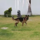 La imagen 2 de la Empresa PET ENTERTAINMENT CENTER Tiendas de mascotas en Cuernavaca MOR