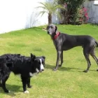 La imagen 8 de la Empresa PET ENTERTAINMENT CENTER Tiendas de mascotas en Cuernavaca MOR