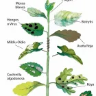 La imagen 11 de la Empresa PHOTOSYNTHESIS Sistemas y Equipos de Riego en Chalco De Díaz Covarrubias MEX