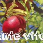 La imagen 16 de la Empresa PHOTOSYNTHESIS Sistemas y Equipos de Riego en Chalco De Díaz Covarrubias MEX