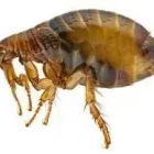 La imagen 1 de la Empresa PLAGA-EXTINT SOLUTIONS Servicios Profesionales y de Negocios en Cuautitlán Izcalli MEX