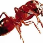 La imagen 2 de la Empresa PLAGA-EXTINT SOLUTIONS Servicios Profesionales y de Negocios en Cuautitlán Izcalli MEX