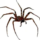 La imagen 3 de la Empresa PLAGA-EXTINT SOLUTIONS Servicios Profesionales y de Negocios en Cuautitlán Izcalli MEX