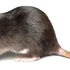 La imagen 5 de la Empresa PLAGA-EXTINT SOLUTIONS Servicios Profesionales y de Negocios en Cuautitlán Izcalli MEX