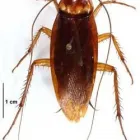 La imagen 7 de la Empresa PLAGA-EXTINT SOLUTIONS Servicios Profesionales y de Negocios en Cuautitlán Izcalli MEX