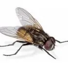 La imagen 8 de la Empresa PLAGA-EXTINT SOLUTIONS Servicios Profesionales y de Negocios en Cuautitlán Izcalli MEX