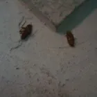 La imagen 1 de la Empresa PLAGEX FUMIGACIONES Y CONTROL DE PLAGAS Servicios Profesionales y de Negocios en Monterrey NLE