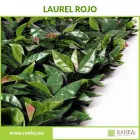 La imagen 4 de la Empresa RANKA FOLLAJE SINTÉTICO Servicios Profesionales y de Negocios en Ciudad De México CMX