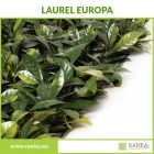 La imagen 5 de la Empresa RANKA FOLLAJE SINTÉTICO Servicios Profesionales y de Negocios en Ciudad De México CMX