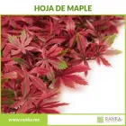 La imagen 6 de la Empresa RANKA FOLLAJE SINTÉTICO Servicios Profesionales y de Negocios en Ciudad De México CMX