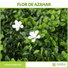 La imagen 11 de la Empresa RANKA FOLLAJE SINTÉTICO Servicios Profesionales y de Negocios en Ciudad De México CMX