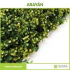 La imagen 15 de la Empresa RANKA FOLLAJE SINTÉTICO Servicios Profesionales y de Negocios en Ciudad De México CMX