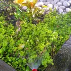 La imagen 4 de la Empresa RIEGO AMBIENTAL GREEN Tuberias y accesorios en Veracruz VER