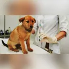 La imagen 1 de la Empresa SAN JEMO HOSPITAL VETERINARIO Salud y Medicina en Monterrey NLE