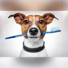 La imagen 2 de la Empresa SAN JEMO HOSPITAL VETERINARIO Salud y Medicina en Monterrey NLE