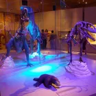 La imagen 4 de la Empresa TROPIC CONEXION Transportes y Turismo en Cancún ROO